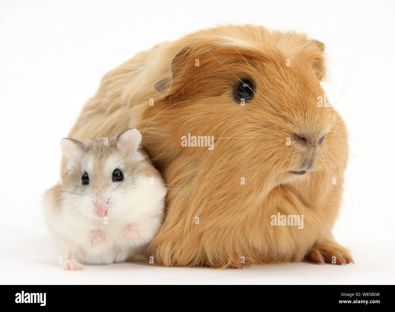 personeelszaken Overgang Winderig Ginger Guinea pig and Roborovski Hamster, against white background Stock  Photo - Alamy