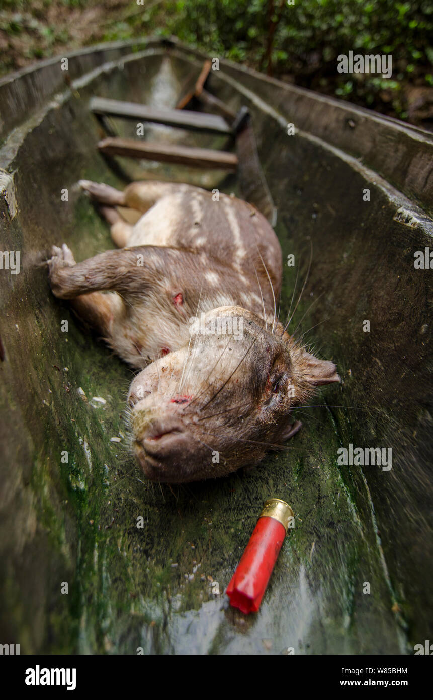 Lowland paca (Cuniculus paca) hunted for meat, with shot, Rio Napo, Peru Amazon Stock Photo