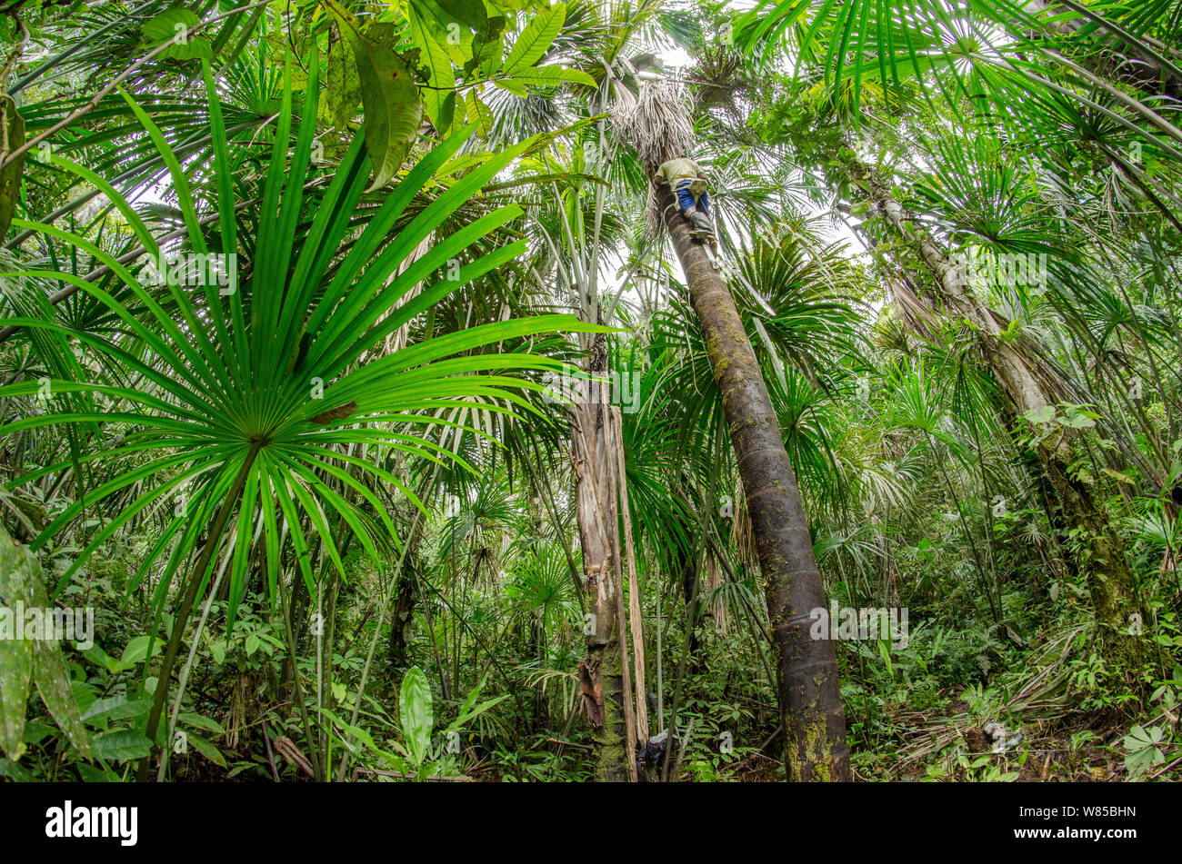 Sustainable palm harvest with climber on Moriche palm (Mauritia flexuosa) Amazon Rainforest, Rio Napo, Peru Stock Photo