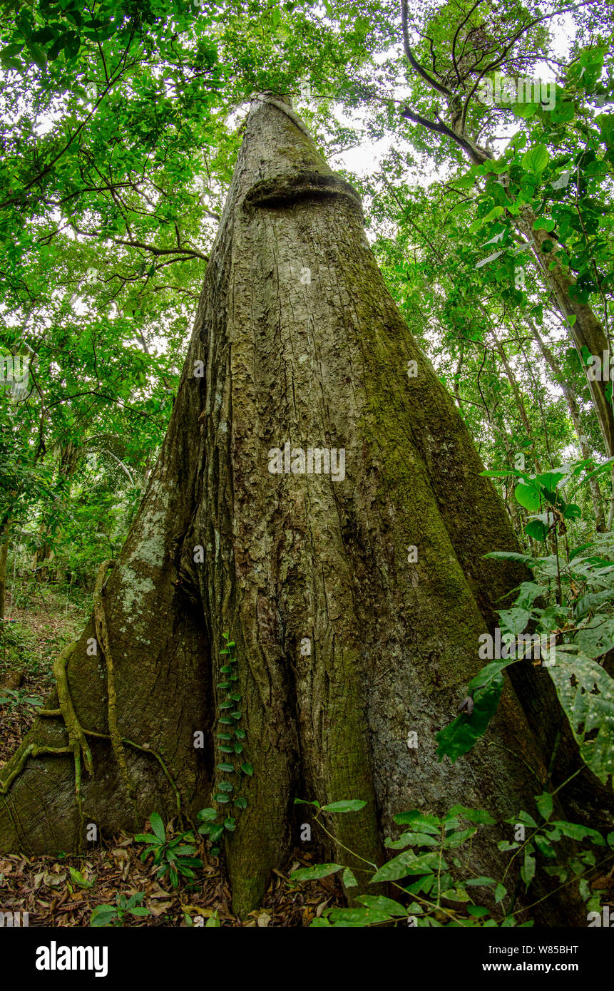 Spanish cedar (Cedrela odorata) tree, Manu National Park, Peru Stock Photo