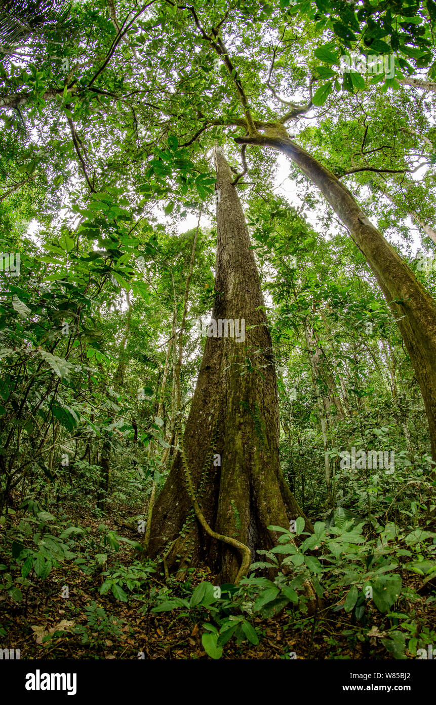 Spanish cedar (Cedrela odorata) tree, Manu National Park, Peru Stock Photo