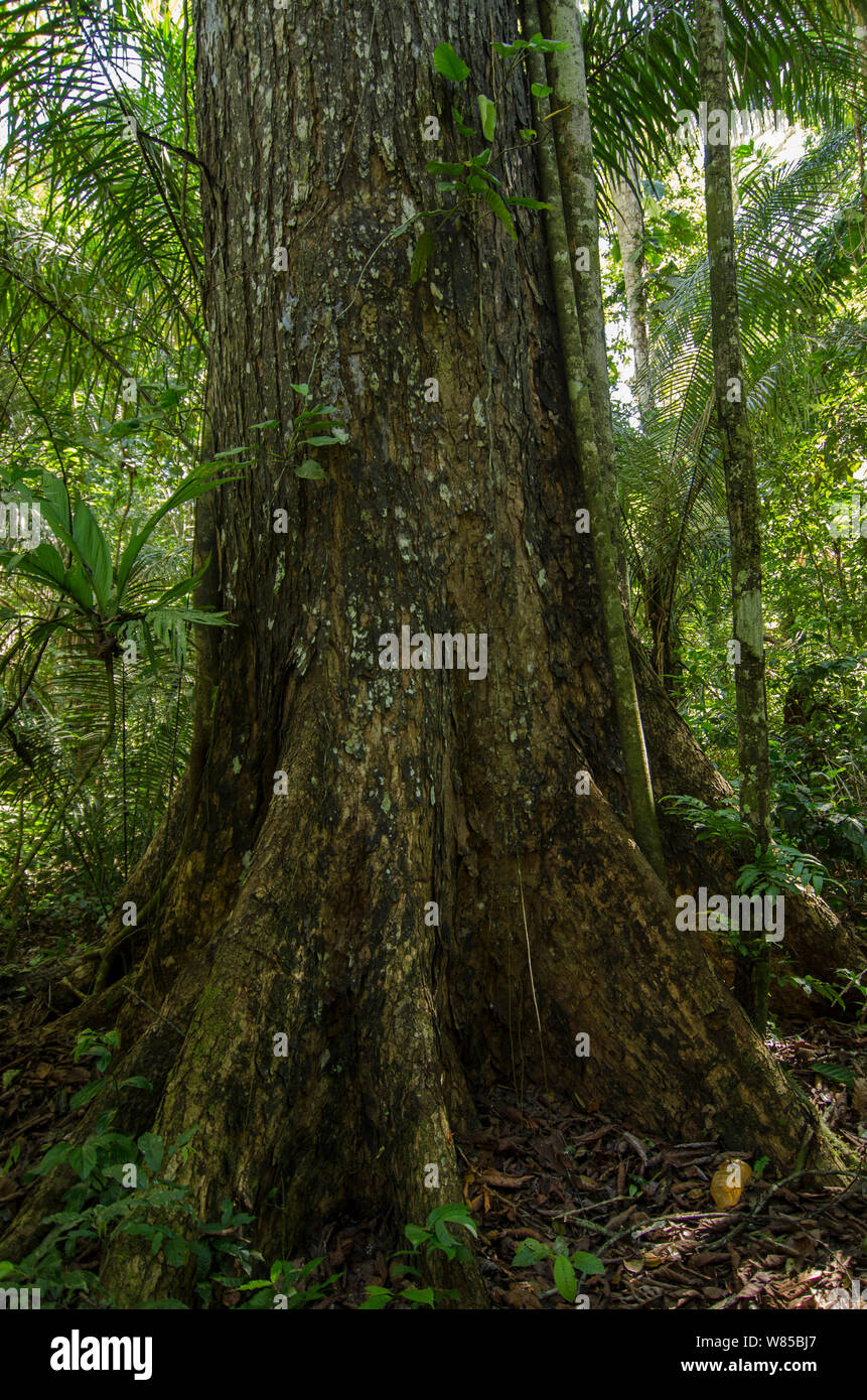 Big-leaf Mahogany (Swietenia macrophylla) · iNaturalist