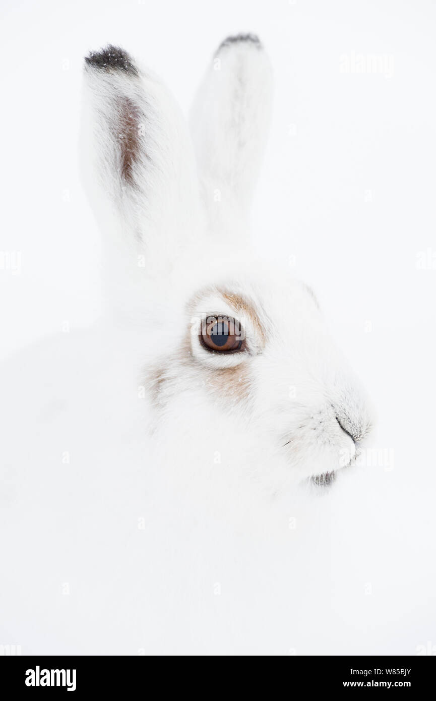 Mountain hare (Lepus timidus) portrait. Vauldalen, Sor-Trondelag, Norway, April Stock Photo - Alamy