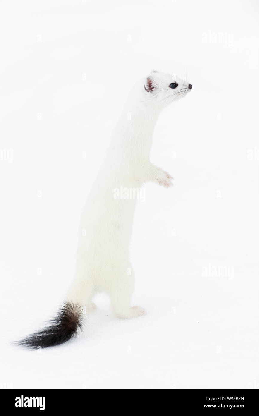 Stoat (Mustela erminea) in white winter coat, standing on hind legs
