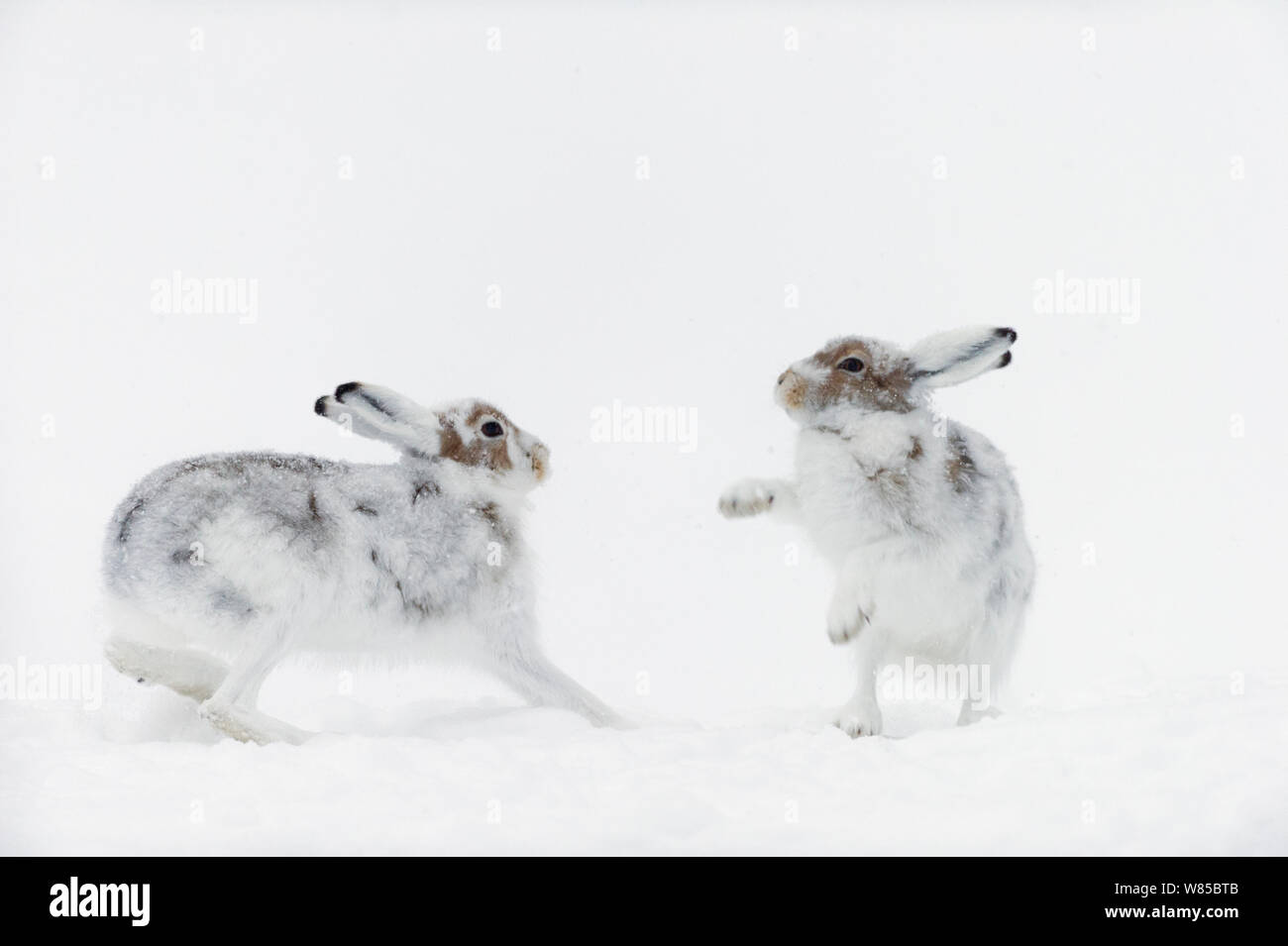 Mountain hares (Lepus timidus) boxing, Vauldalen, Sor-Trondelag, Norway, May Stock Photo - Alamy