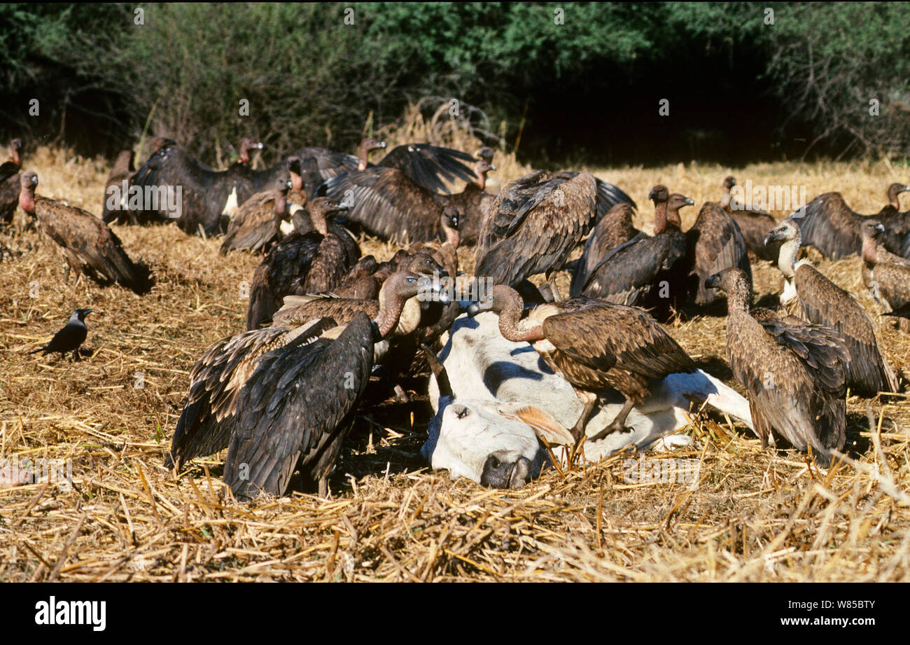 Indian White-rumped Vulture (Gyps bengalensis) and Slender-billed Vulture (Gyps tenuirostris) feeding on cow carcass at Bharatpur India,  January 1990 - before the Indian Vulture conservation crisis caused medicine used on cattle which is fatal to vultures. Stock Photo