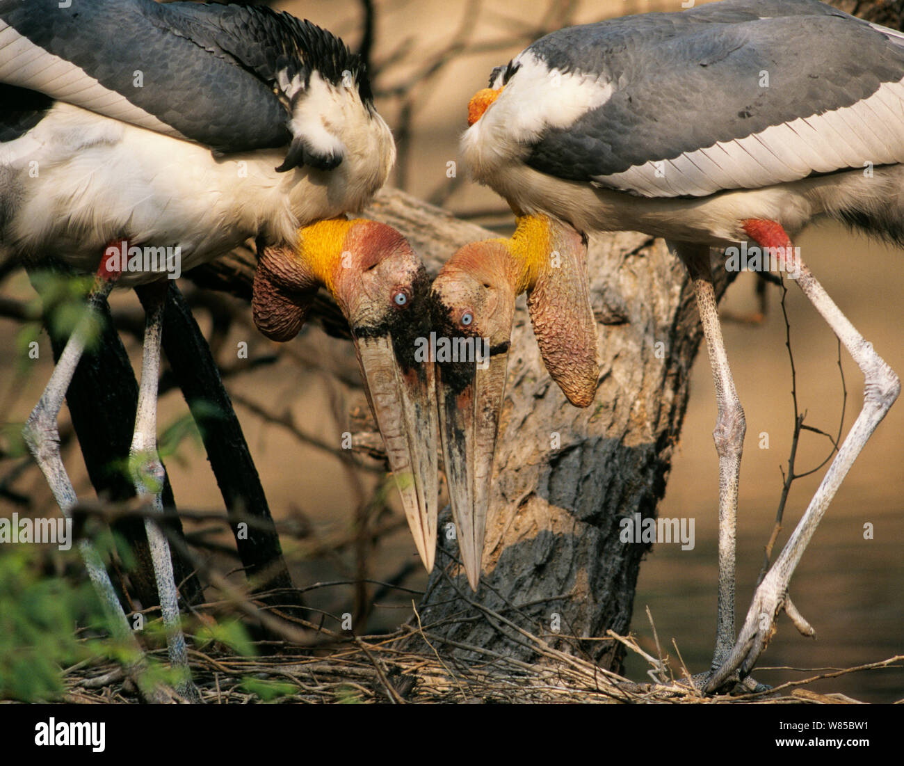 Greater Adjutant Storks (Leptoptilos dubius) pair displaying at nest, India. Stock Photo