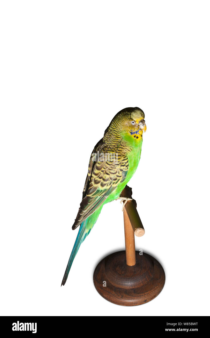 Sparkie the Budgerigar (Melopsittacus undulatus) 1954-62 winner of the 1958 BBC caged bird contest and famed for its mimicry ability - being able to recite ten nursery rhymes, 383 sentences and 531 words. Taxidermy specimen. Stock Photo