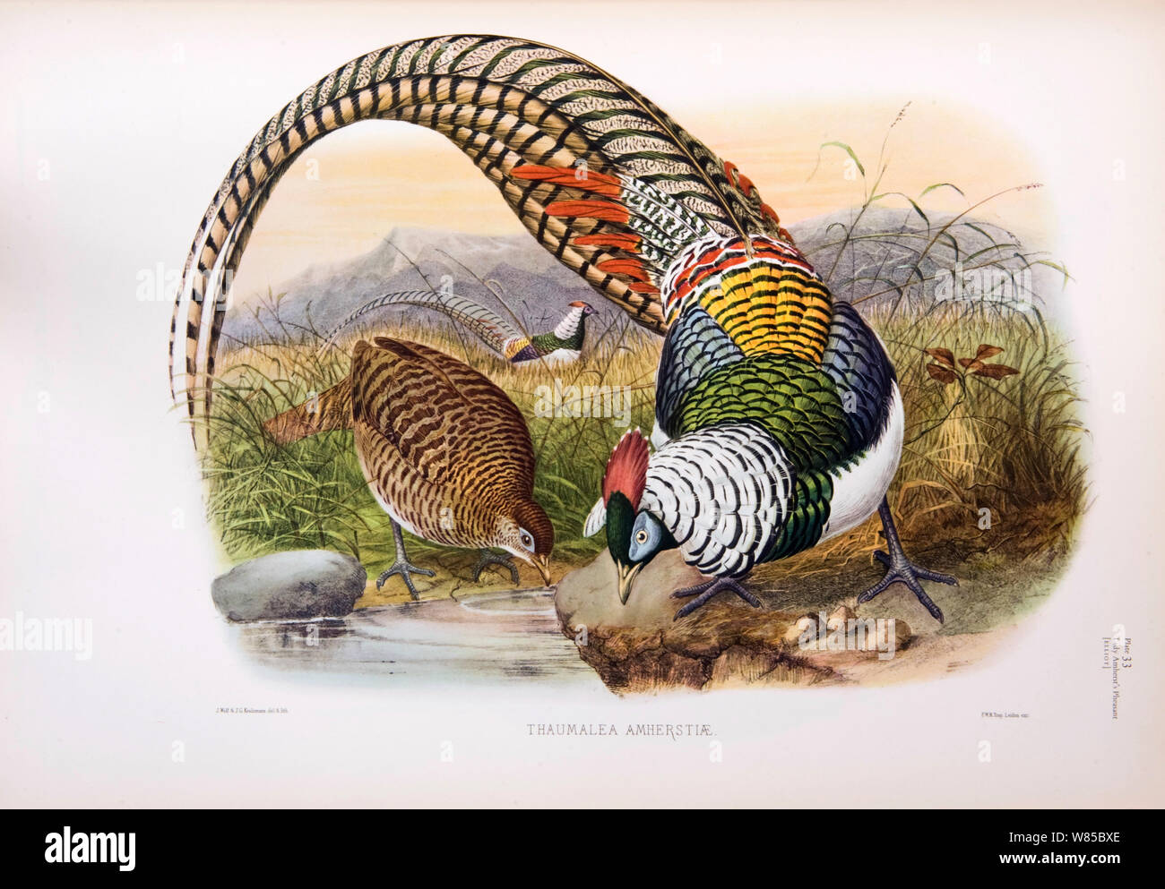Lady Amherst's Pheasant (Chrysolophus amherstiae) illustration by Joseph Wolf from The Phasinaidae by D.G Elliott published 1870-72. Stock Photo
