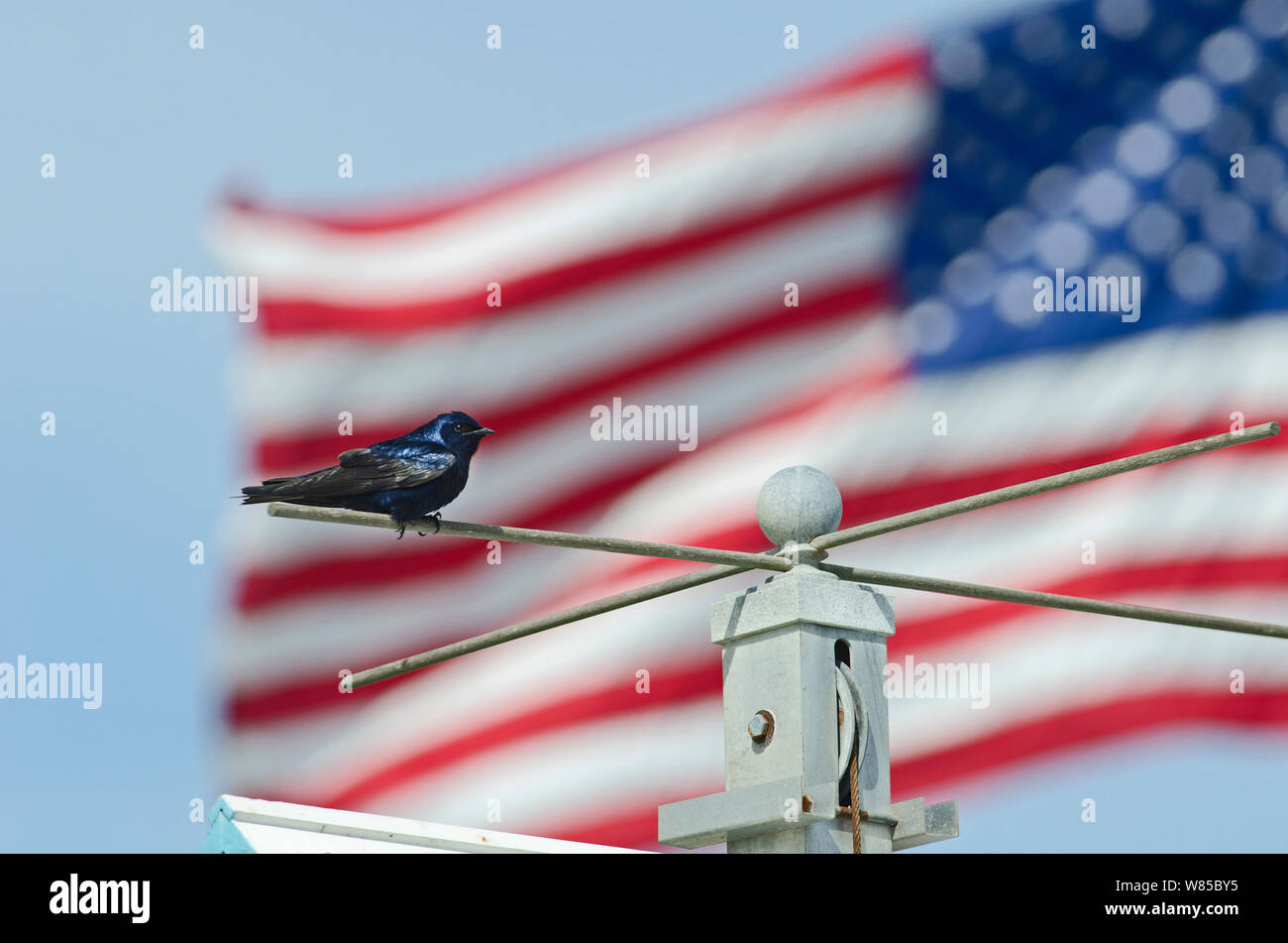 Purple Martin (Progne subis) perched in front of American flag, Cape May, New Jersey, USA, May. Stock Photo