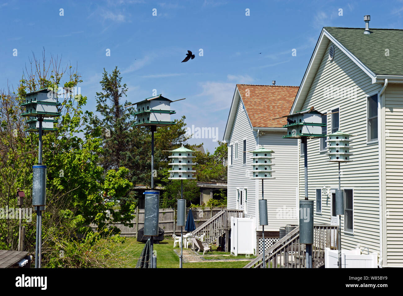 Purple Martin (Progne subis) boxes in garden, in Cape May, New Jersey, USA, May. Stock Photo