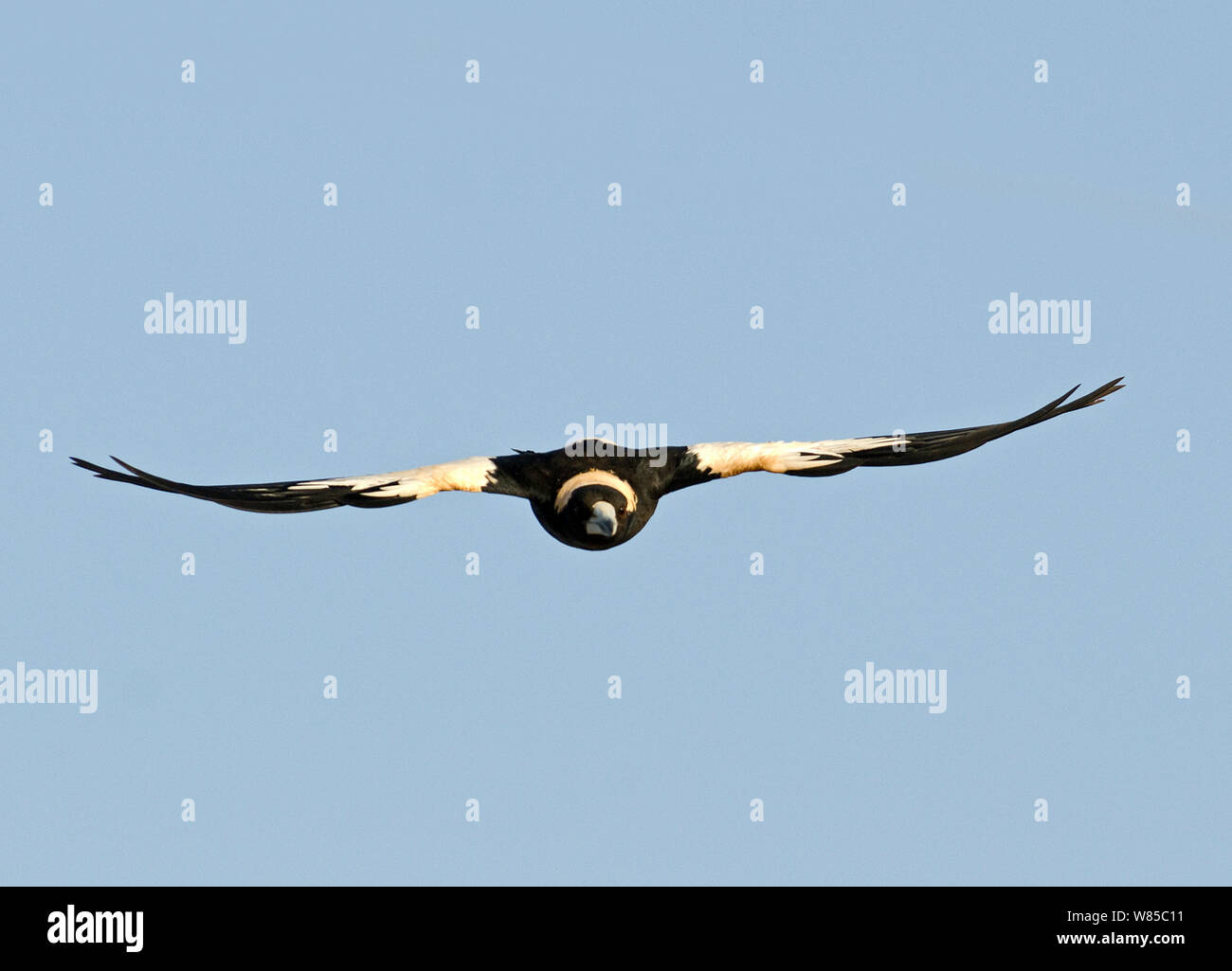 Australian Magpie (Gymnorhina tibicen) in flight, Queensland, Australia. Stock Photo
