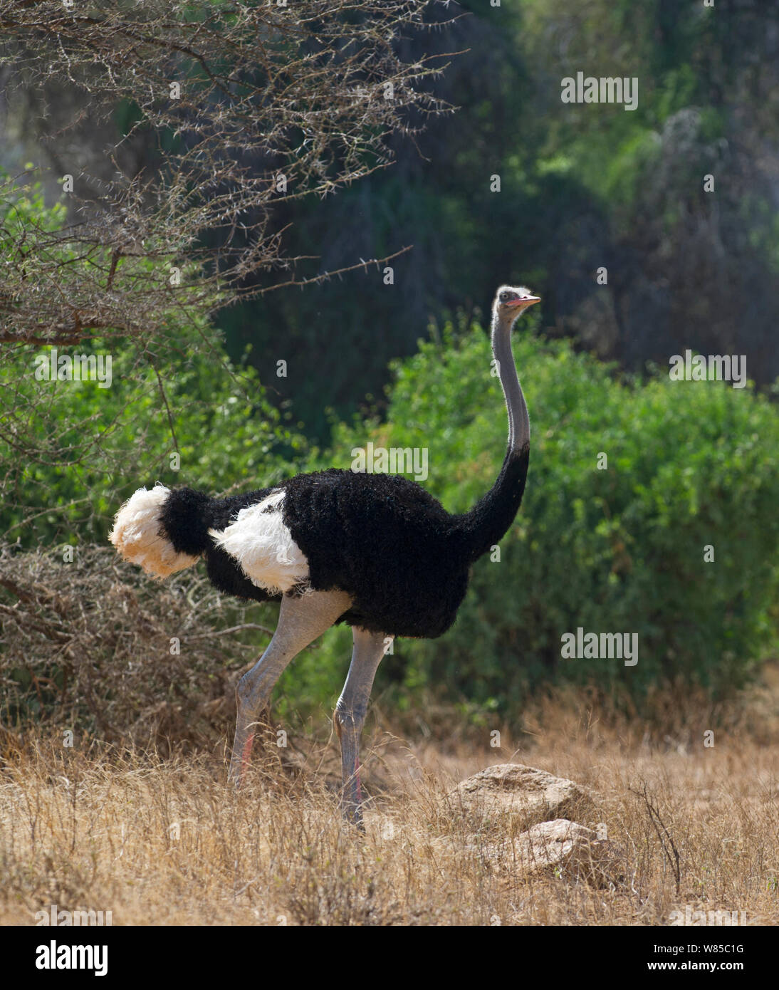 Somali Ostrich (Struthio camelus molybdophanes) male, Samburu, Kenya. Stock Photo