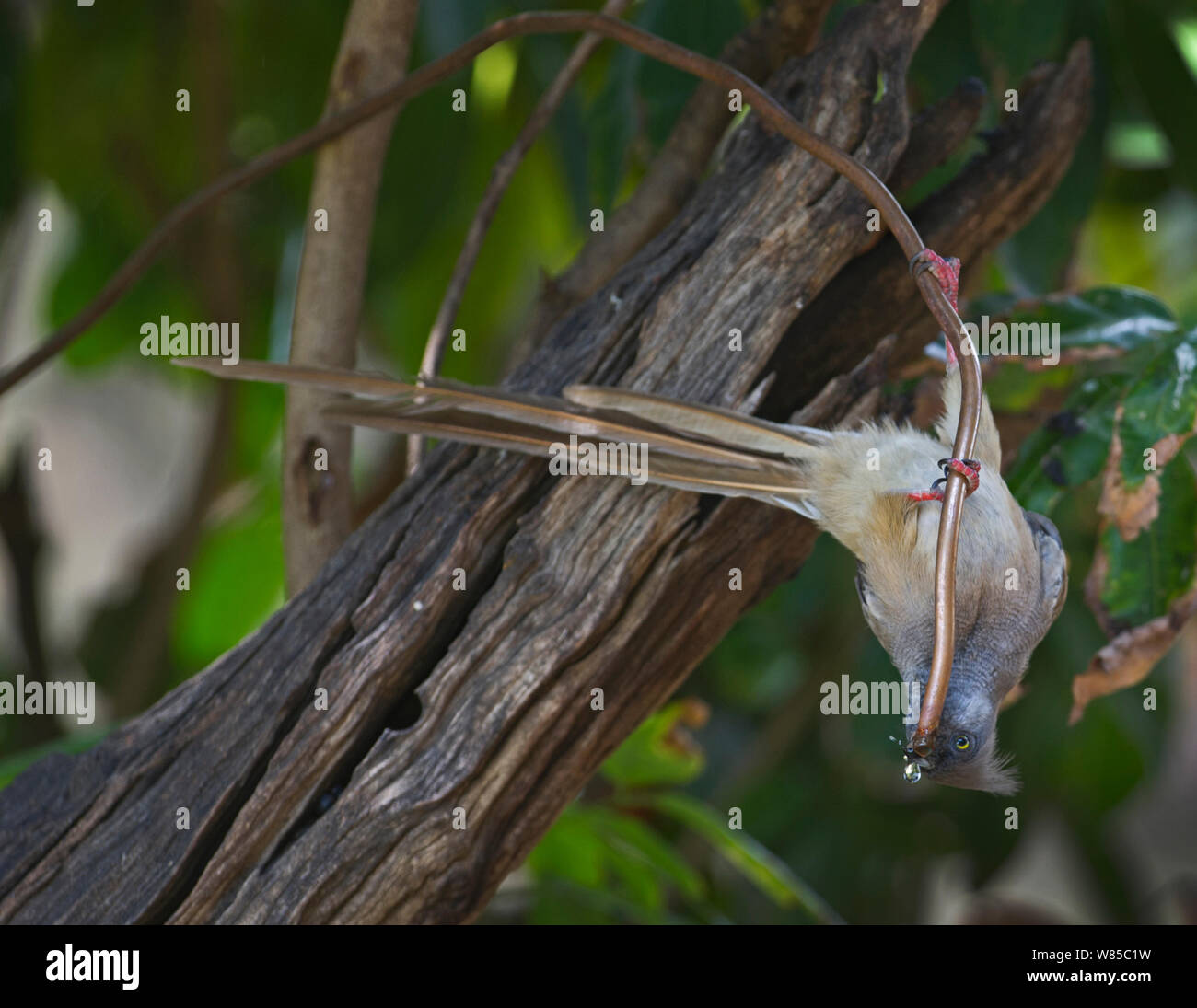 Speckled Mousebird (Colius striatus) drinking out of water pipe, Masai Mara, Kenya. Stock Photo