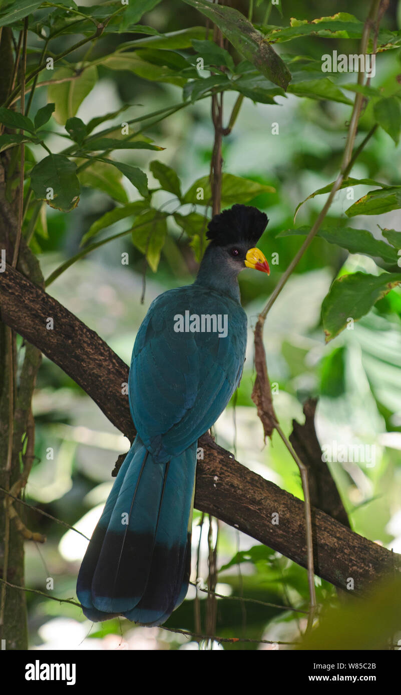 Great Blue Turaco (Corythaeola cristata) captive from Uganda. Stock Photo