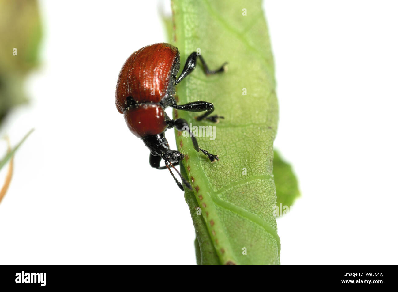 Oak Leaf Roller Beetle (Attelabus nitens) rolling leaf, Gohrde, Germany, May. (sequence 3/7) Stock Photo