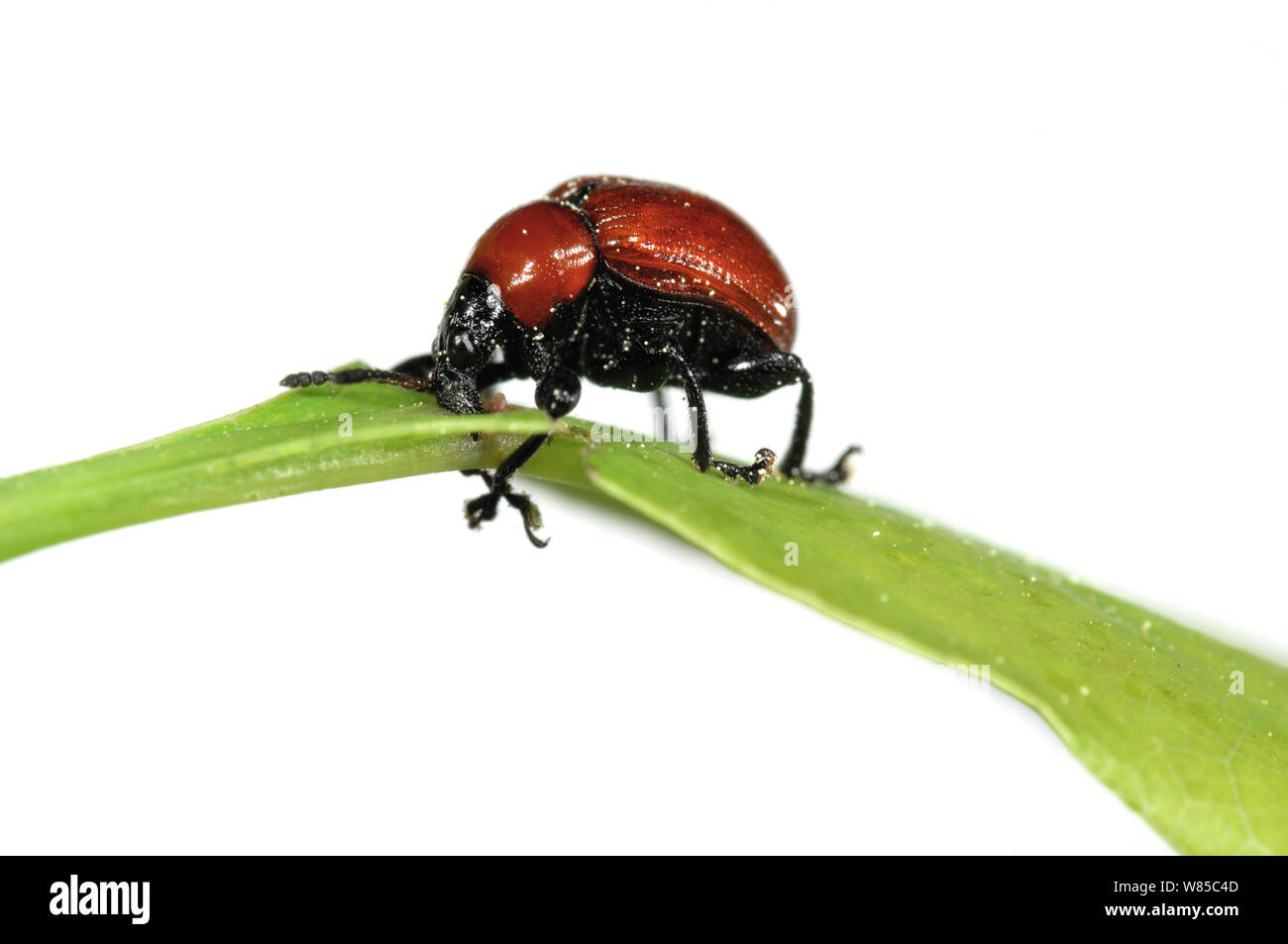 Oak Leaf Roller Beetle (Attelabus nitens) rolling leaf, Gohrde, Germany, May. (sequence 2/7) Stock Photo