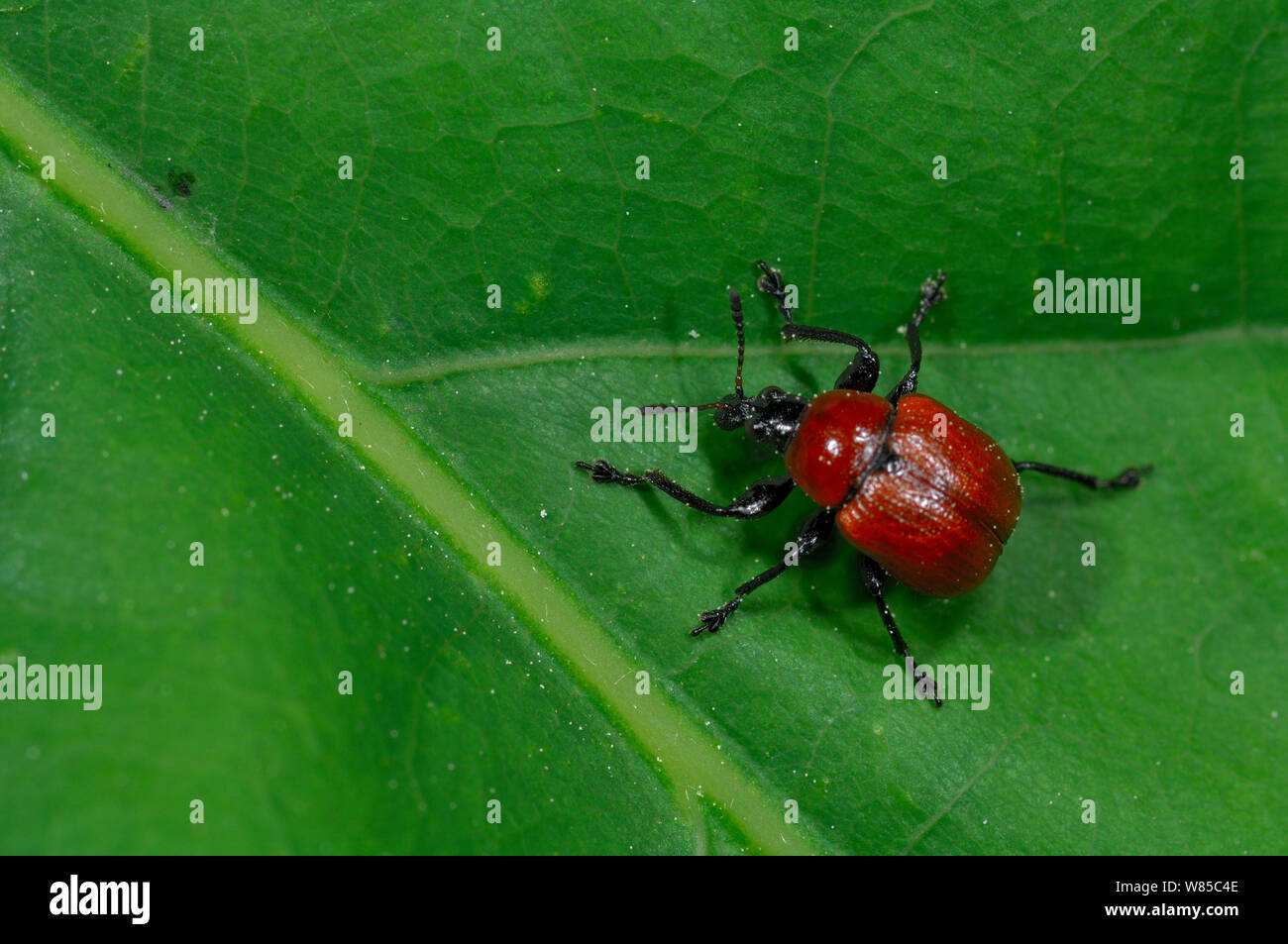 Oak Leaf Roller Beetle (Attelabus nitens) on leaf, Gohrde, Germany Stock Photo