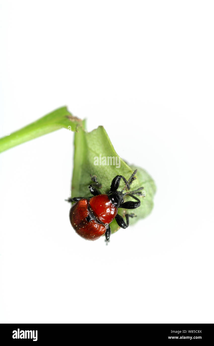 Oak Leaf Roller Beetle (Attelabus nitens) rolling leaf, Gohrde, Germany, May. (sequence 6/7) Stock Photo
