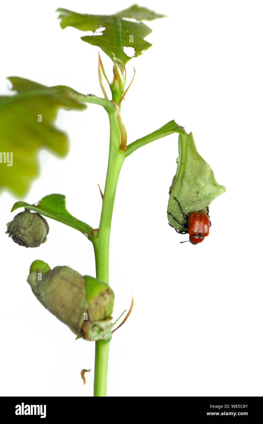 Oak Leaf Roller Beetle (Attelabus nitens) rolling leaf, Gohrde, Germany, May. (sequence 5/7) Stock Photo