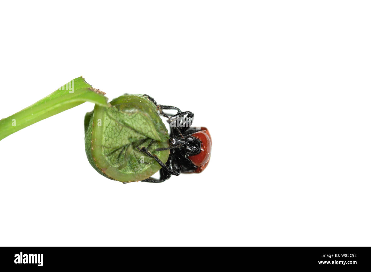 Oak Leaf Roller Beetle (Attelabus nitens) rolling leaf, Gohrde, Germany, May. (sequence 7/7) Stock Photo