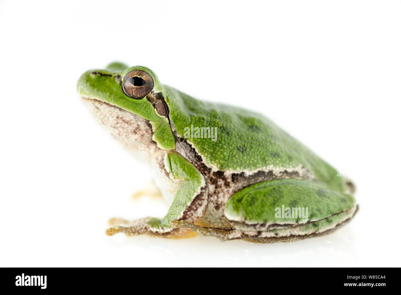 Sardinian tree frog or Tyrrhenian tree frog (Hyla sarda) captive from Sardinia, Italy, April. Stock Photo