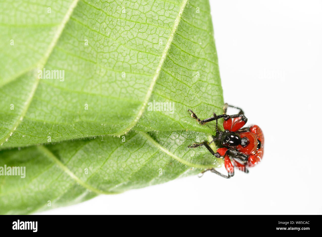 Hazel Leaf-roller Weevil (Apoderus coryli) rolling leaf, Westensee, Germany, June. Captive. (Sequence 3/7) Stock Photo