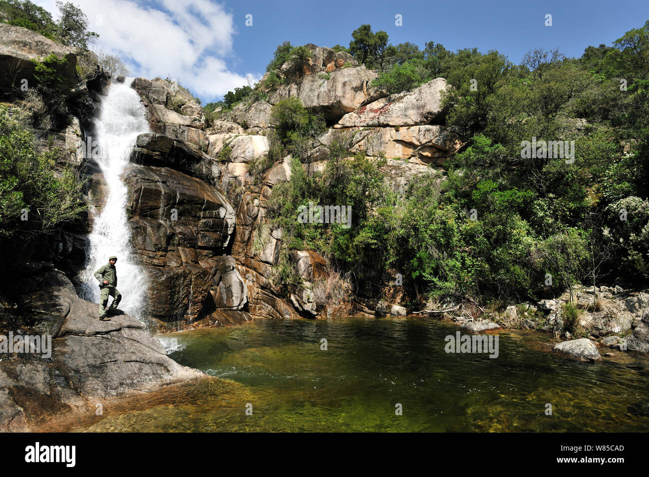 Italian researcher Giuseppe Sotgiu taking samples in a pond habitat of Tyrrhenian painted frog (Discoglossus sardus) and the Sardinian mountain newt (Euproctus platycephalus), in north Sardinia. Sardinia, Italy Stock Photo