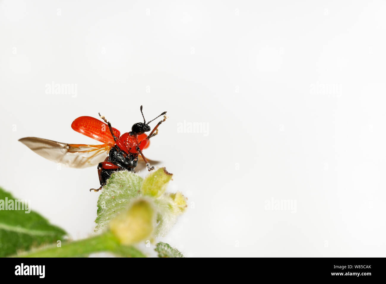 Hazel Leaf-roller Weevil (Apoderus coryli) taking off from leaf, Westensee, Germany, June. Captive. Stock Photo