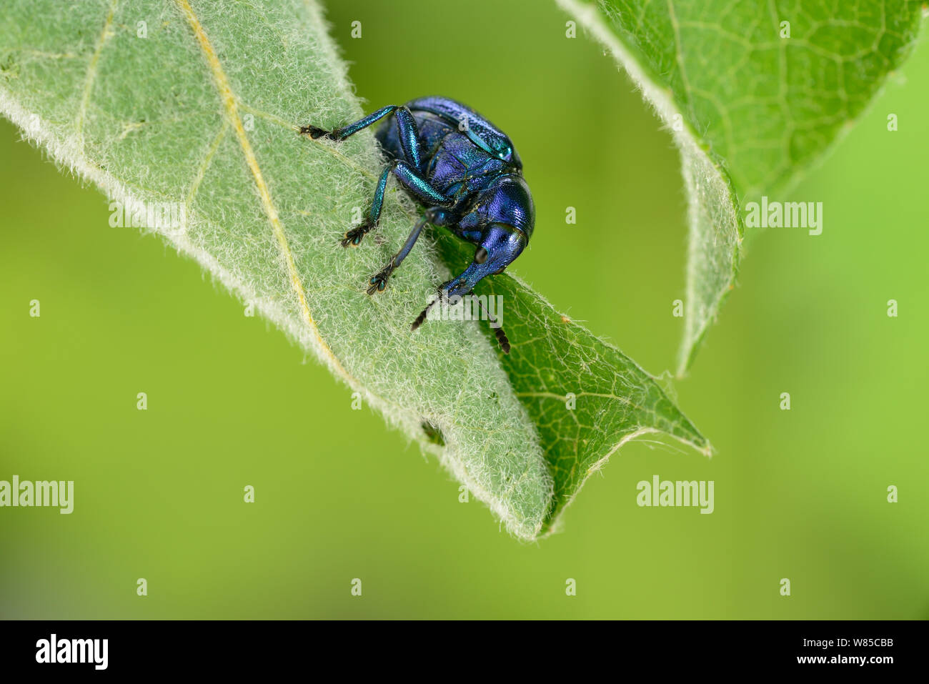 Weevil (Byctiscus betulae) rolling leaf, Niedersachsische Elbtalaue Biosphere Reserve, Lower Saxonian Elbe Valley, Germany. Stock Photo