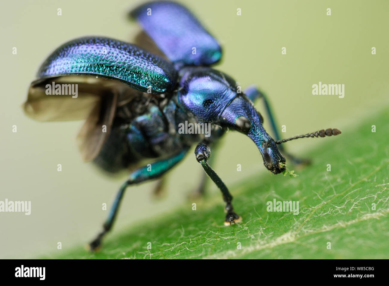Leaf roller weevil (Byctiscus betulae) ready to take off, Niedersachsische Elbtalaue Biosphere Reserve, Lower Saxonian Elbe Valley, Germany, June. Stock Photo