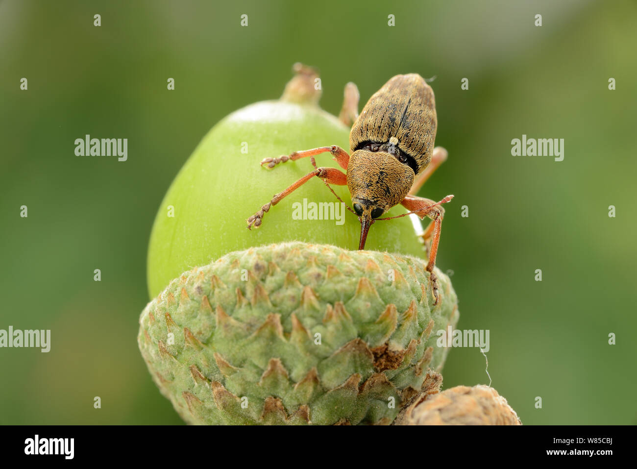 Female Acorn weevil (Curculio glandium) boring into acorn prior to egg laying, Niedersachsische Elbtalaue Biosphere Reserve, Lower Saxonian Elbe Valley, Germany, August. Stock Photo