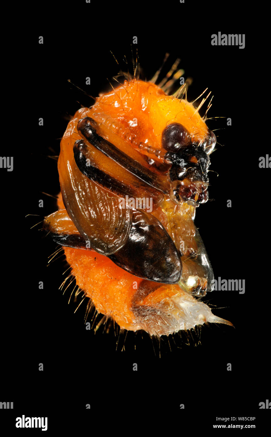 Hazel Leaf-roller Weevil (Apoderus coryli) pupa in late stage of development, Westensee, Germany, August. Captive, taken with digital focus stacking. Stock Photo