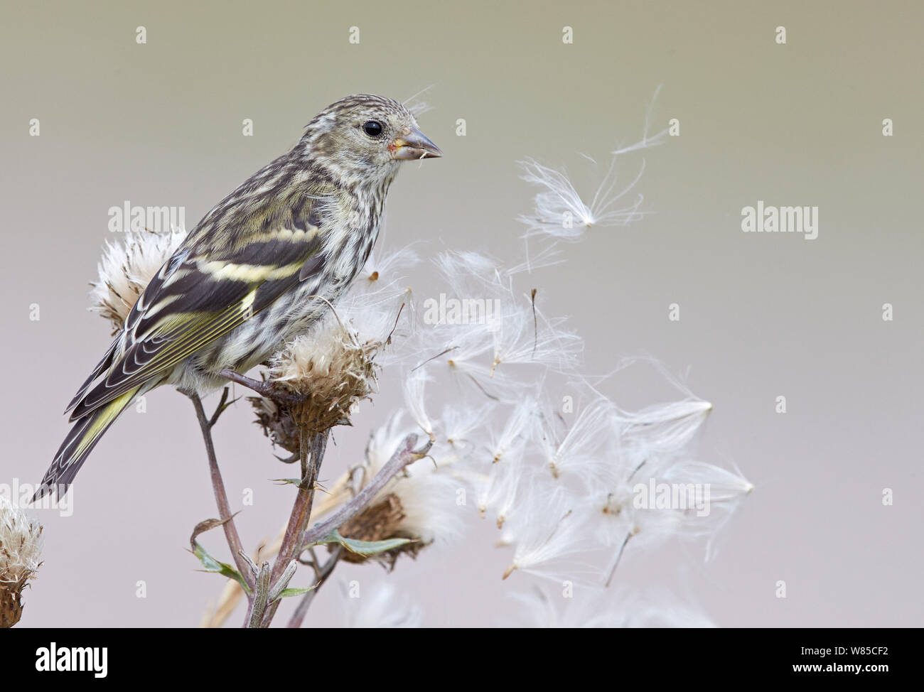 Siskin (Carduelis spinus) perched on thistle seed head, Uto, Finland, August. Stock Photo