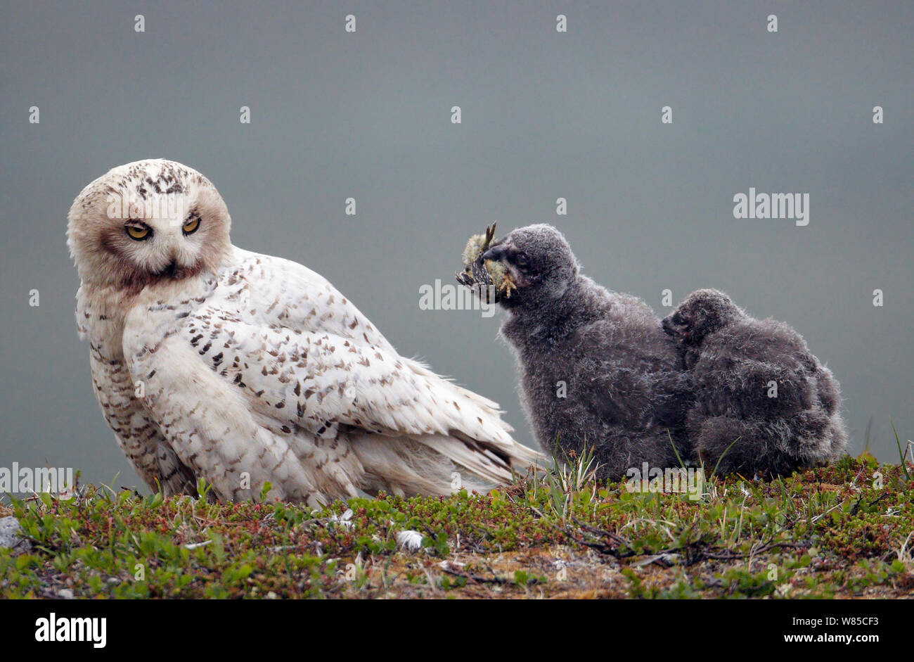 Snowy owl (Bubo / Nyctea scandiaca) with two chicks, one feeding on Willow grouse chick, Utsjoki, Finland, July. Stock Photo