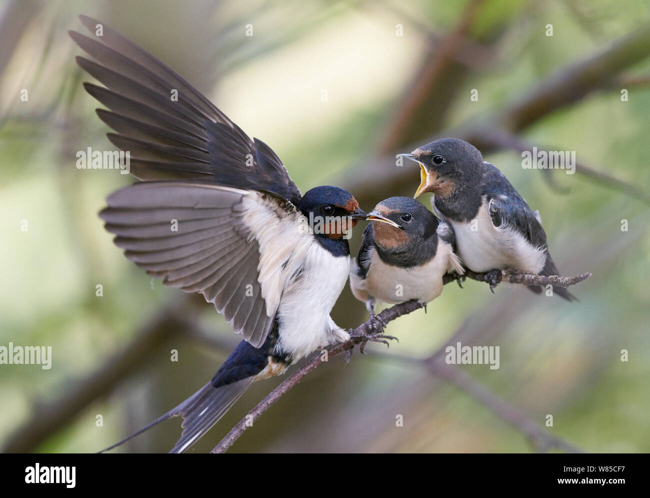 Swallow (Hirundo rustica) feeding one of two chicks, the other with beak wide open, Uto, Finland, July. Stock Photo