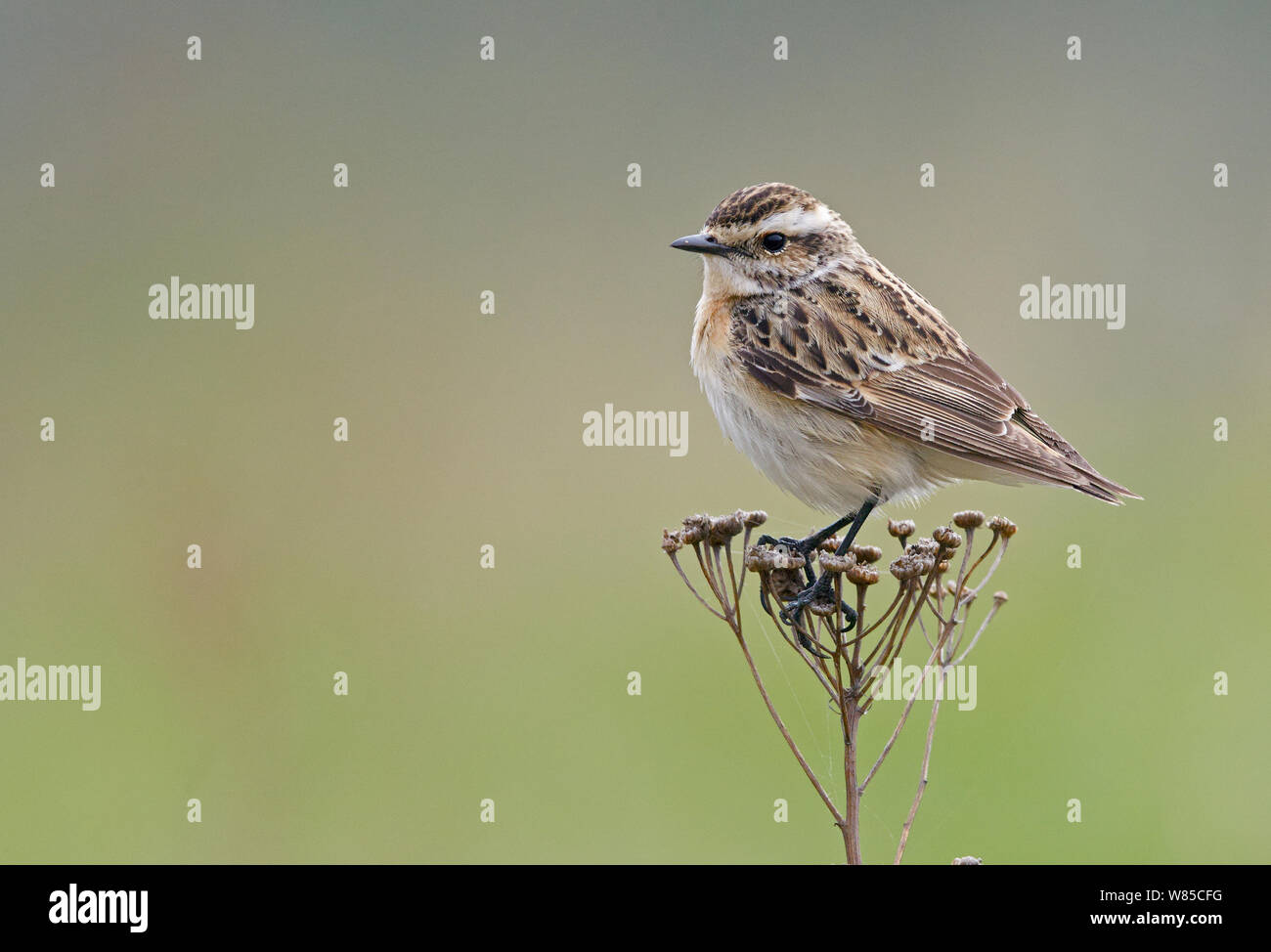 Female Whinchat (Saxicola rubetra) perched on seed head, Uto, Finland, May. Stock Photo