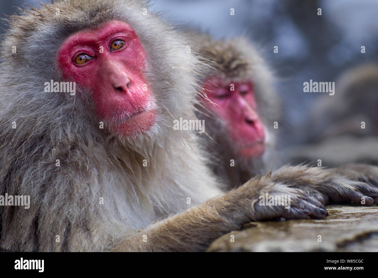Japanese Macaque (Macaca fuscata) females realxing at the edge of thermal hotspring pool. Jigokudani Yean-Koen National Park, Japan, February. Stock Photo