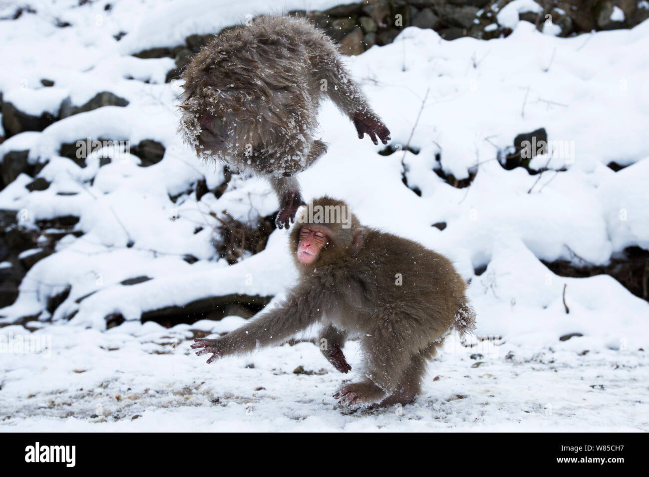 Japanese Macaque (Macaca fuscata) juveniles playing. Jigokudani Yean-Koen National Park, Japan, February. Stock Photo