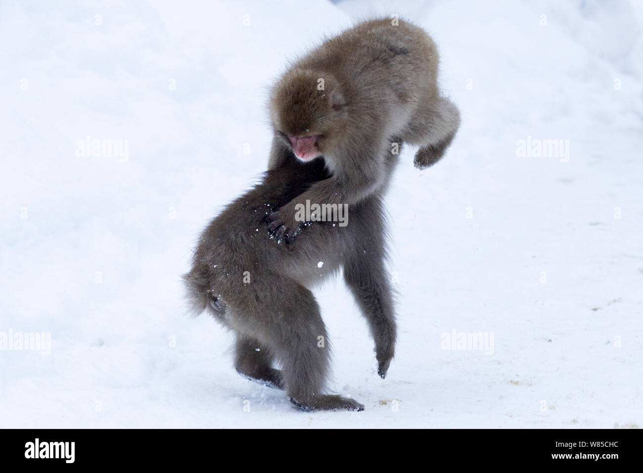 Japanese Macaque (Macaca fuscata) juveniles playing. Jigokudani Yean-Koen National Park, Japan, February. Stock Photo