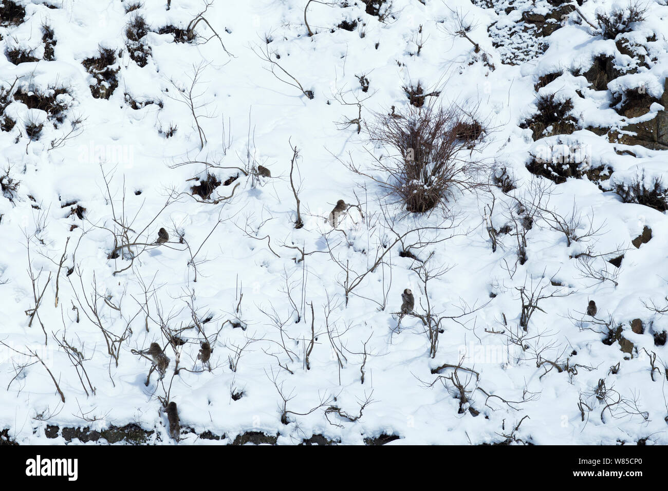 Japanese Macaque (Macaca fuscata) juveniles playing in trees in snowy landscape. Jigokudani Yaen-Koen National Park, Japan, February. Stock Photo