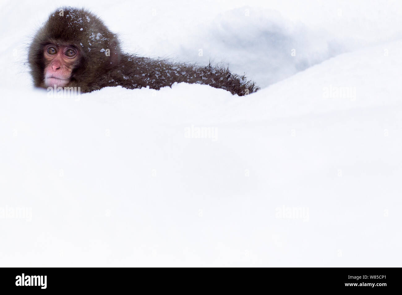 Japanese Macaque (Macaca fuscata) baby resting in depression in the snow. Jigokudani Yean-Koen National Park, Japan, February. Stock Photo