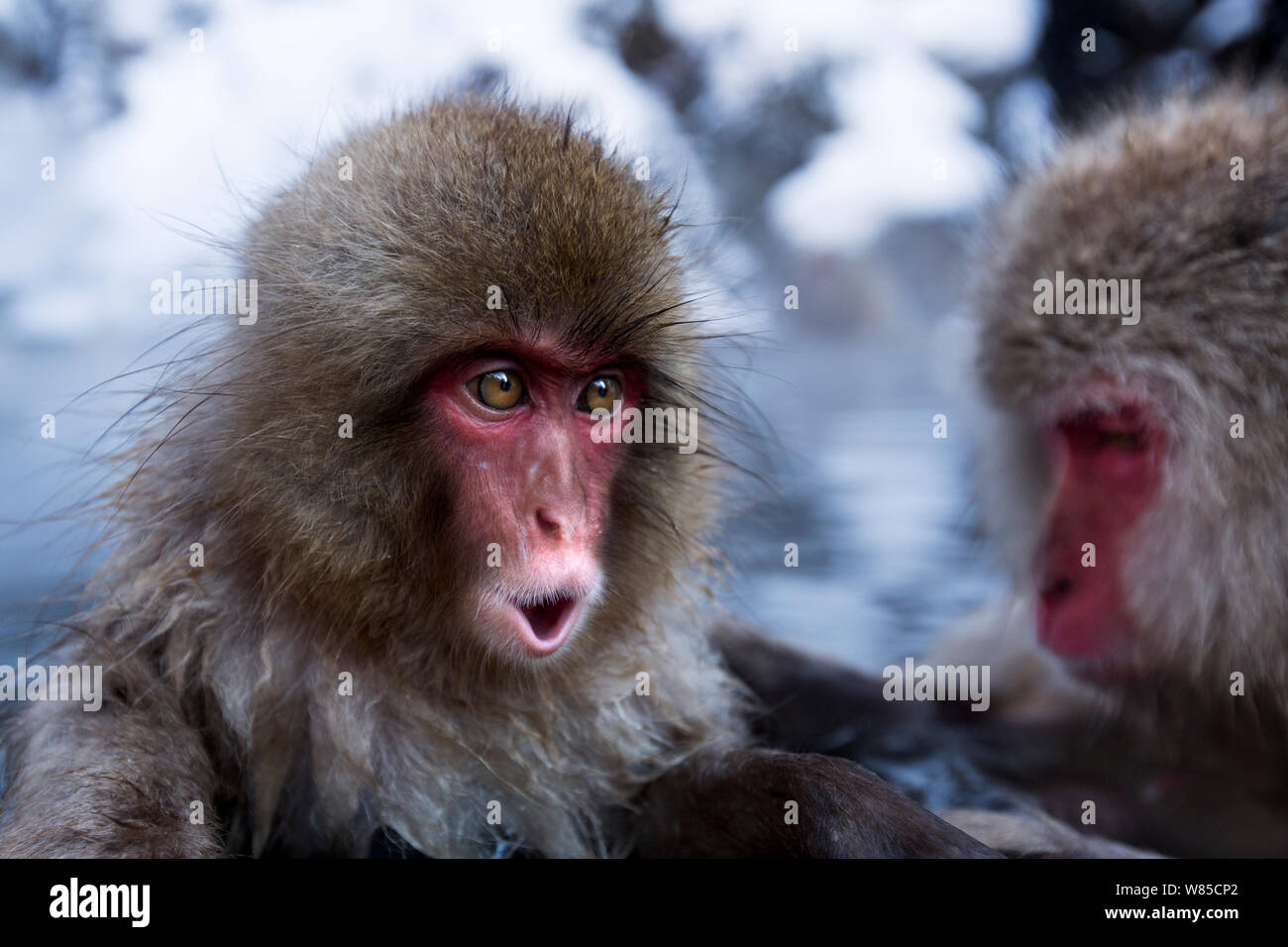 Japanese Macaque (Macaca fuscata) juvenile calling - portrait. Jigokudani  Yaen-Koen National Park, Japan, February Stock Photo - Alamy