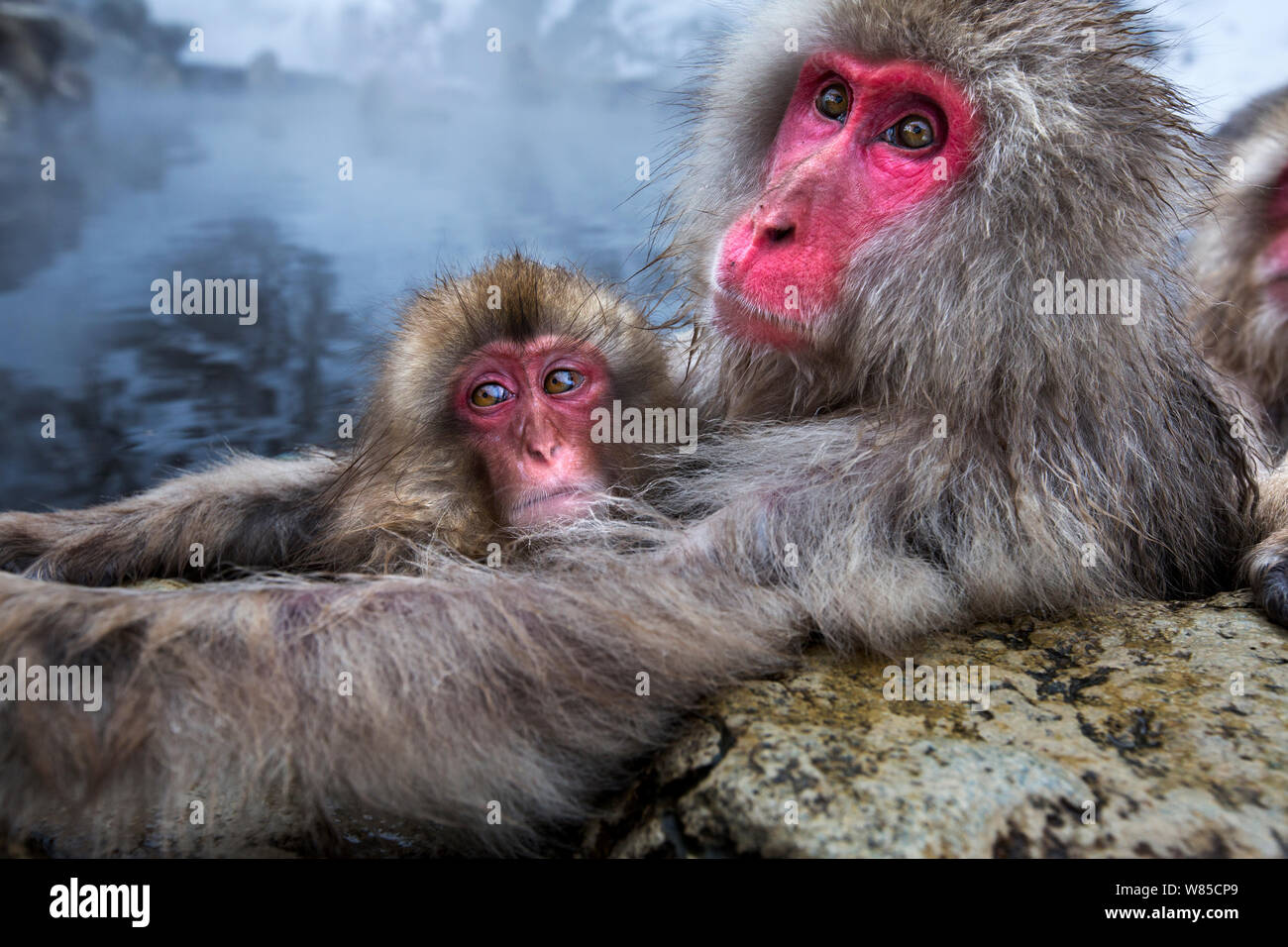 Japanese Macaque (Macaca fuscata) female and her baby relaxing at the edge of thermal hotspring pool. Jigokudani Yean-Koen National Park, Japan, February. Stock Photo