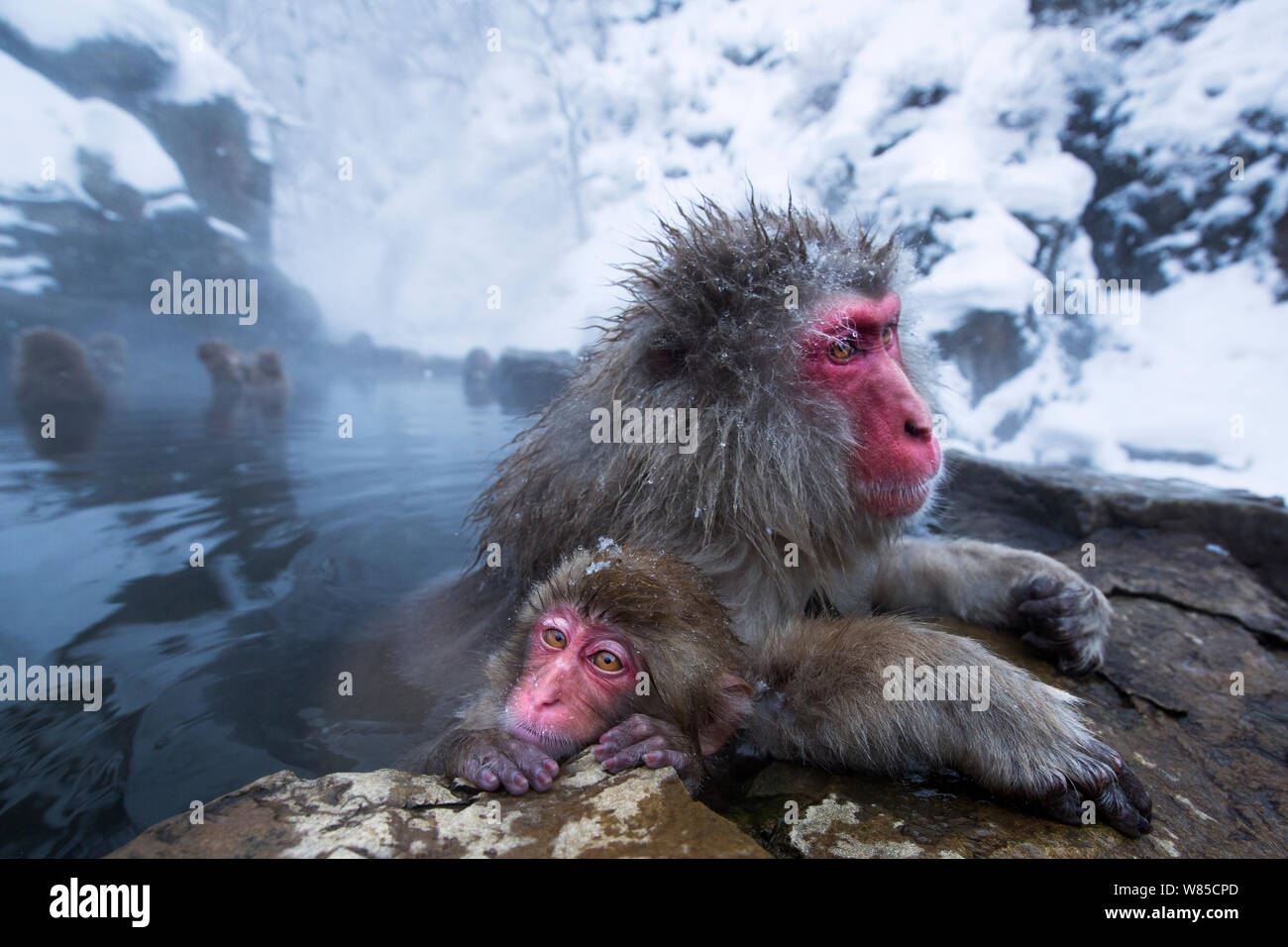 Japanese Macaques or Snow Monkeys resting in thermal hotspring pool. Jigokudani Yean-Koen National Park, Japan, February. Stock Photo