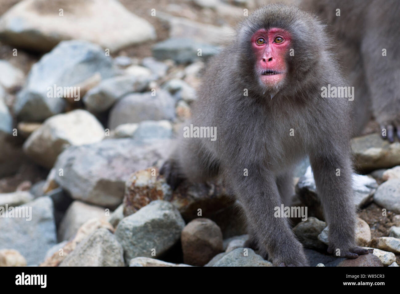 Japanese Macaques (Macaca fuscata) showing aggression. Jigokudani Yaen-Koen National Park, Japan, February. Stock Photo