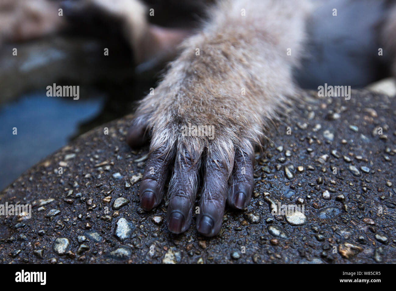 Japanese Macaque (Macaca fuscata) close-up of hand. Jigokudani Yaen-Koen National Park, Japan, February. Stock Photo