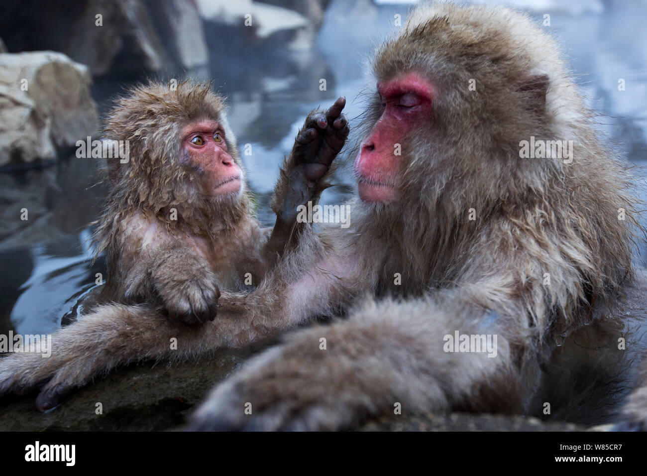 Japanese Macaques (Macaca fuscata) resting at the edge of thermal hotspring pool. Jigokudani Yean-Koen National Park, Japan, February. Stock Photo