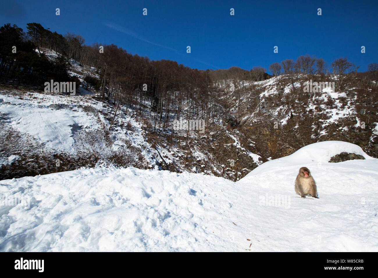 Japanese Macaque (Macaca fuscata) sub-adult sitting portrait. Jigokudani Yaen-Koen National Park, Japan, February. Stock Photo