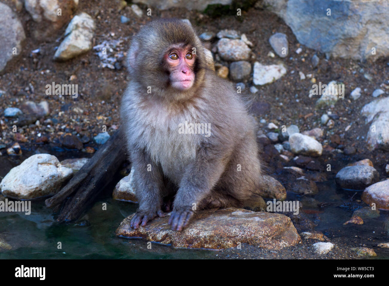 Japanese Macaque (Macaca fuscata) baby sitting by stream heated by thermal hotspring. Jigokudani Yaen-Koen National Park, Japan, February. Stock Photo